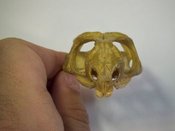 Media type: image;   Herpetology R-4702